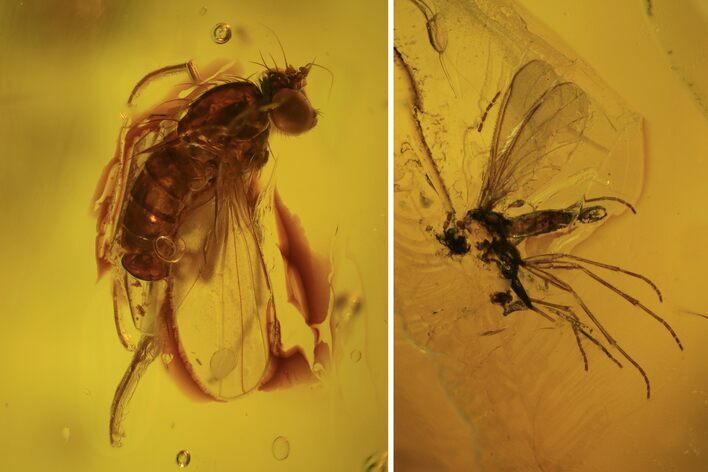 Two Fossil Flies (Diptera) In Baltic Amber #109469